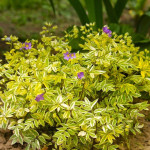 Polemonium Gold Feathers Wielosił