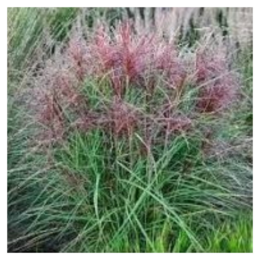 Miscanthus Polonus