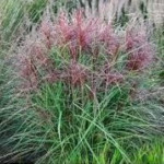 Miscanthus Polonus