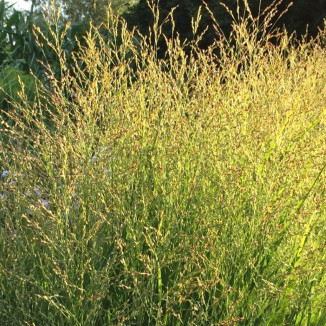 Panicum virgatum Buffalo...