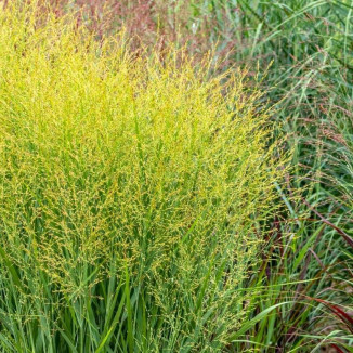 Panicum virgatum Buffalo...