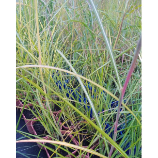 Miscanthus Sinensis Moondance