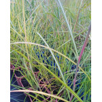 Miscanthus Sinensis Moondance