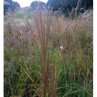 Miscanthus Sinensis Moondance