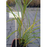 Miscanthus Sinensis Moondance