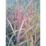 Miscanthus Sinensis  JP 2