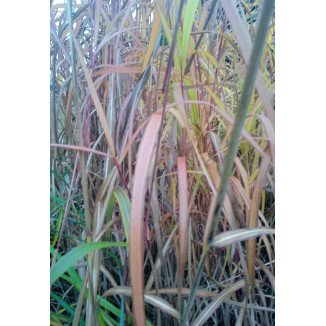 Miscanthus Sinensis  JP 2