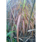 Miscanthus Sinensis  JP 2