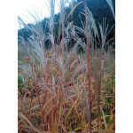 Miscanthus Sinensis  JP 2