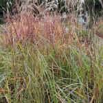 Miscanthus sinensis...