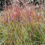 Miscanthus sinensis Andenken an Gerhard Barth Miskant chiński