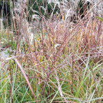 Miscanthus sinensis Andenken an Gerhard Barth Miskant chiński