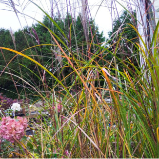 Miscanthus sinensis...