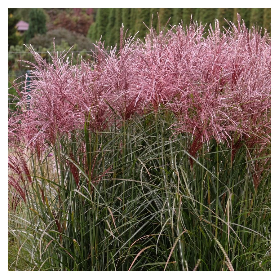 Miscanthus sinensis Versammlung Miskant chiński