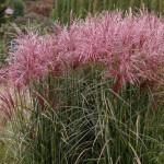 Miscanthus sinensis...