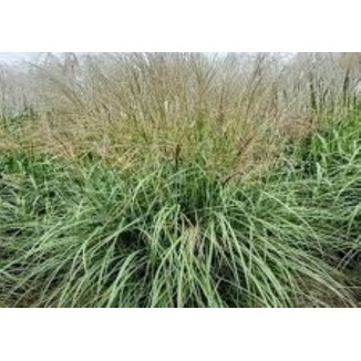 Miscanthus sinensis Gansu