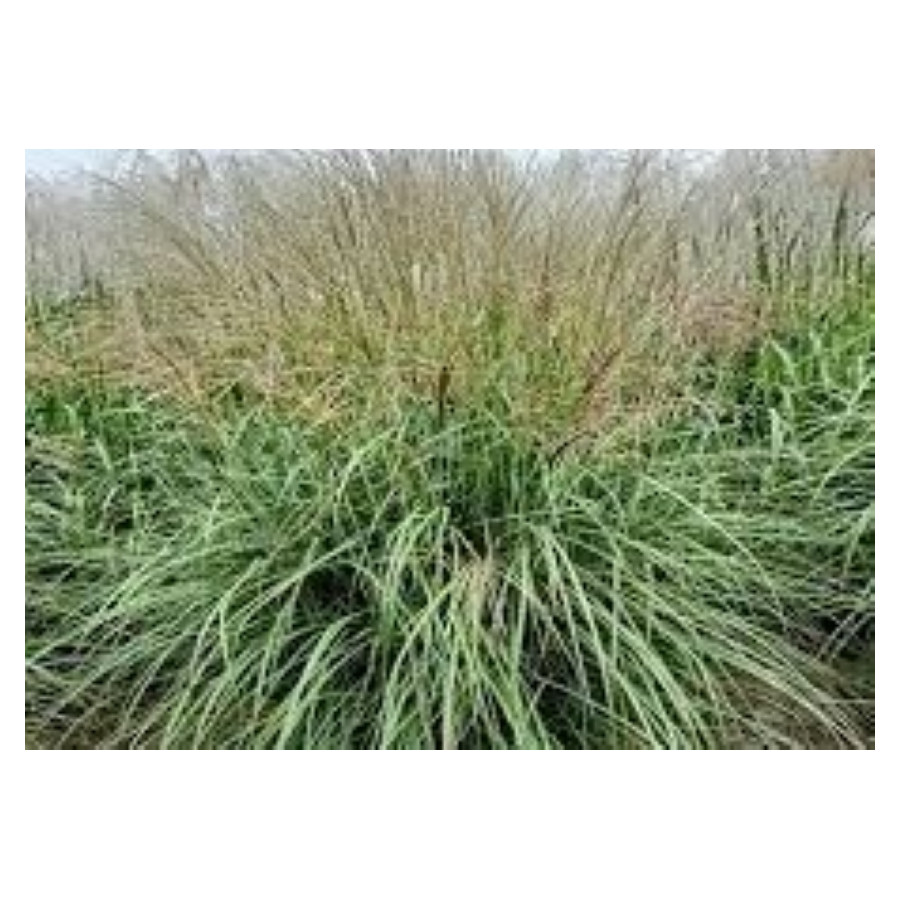 Miscanthus sinensis Gansu