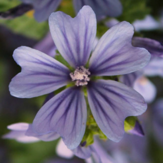 Malva Sylvestris Primley blue