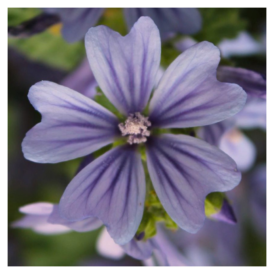 Alcea Malva Sylvestris Primley Blue Ślaz Dziki