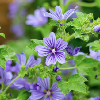 Malva Sylvestris Primley blue