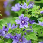 Alcea Malva Sylvestris Primley Blue Ślaz Dziki