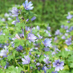 Alcea Malva Sylvestris Primley Blue Ślaz Dziki