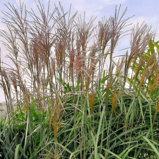 Miscanthus sinensis...