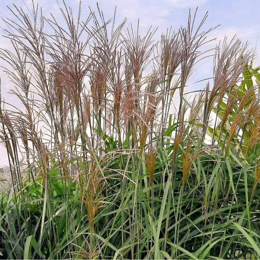 Miscanthus sinensis Orangefader Miskant chiński