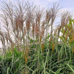 Miscanthus sinensis Orangefader Miskant chiński