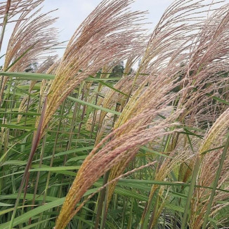 Miscanthus sinensis...