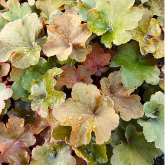 Heuchera Caramel Żurawka