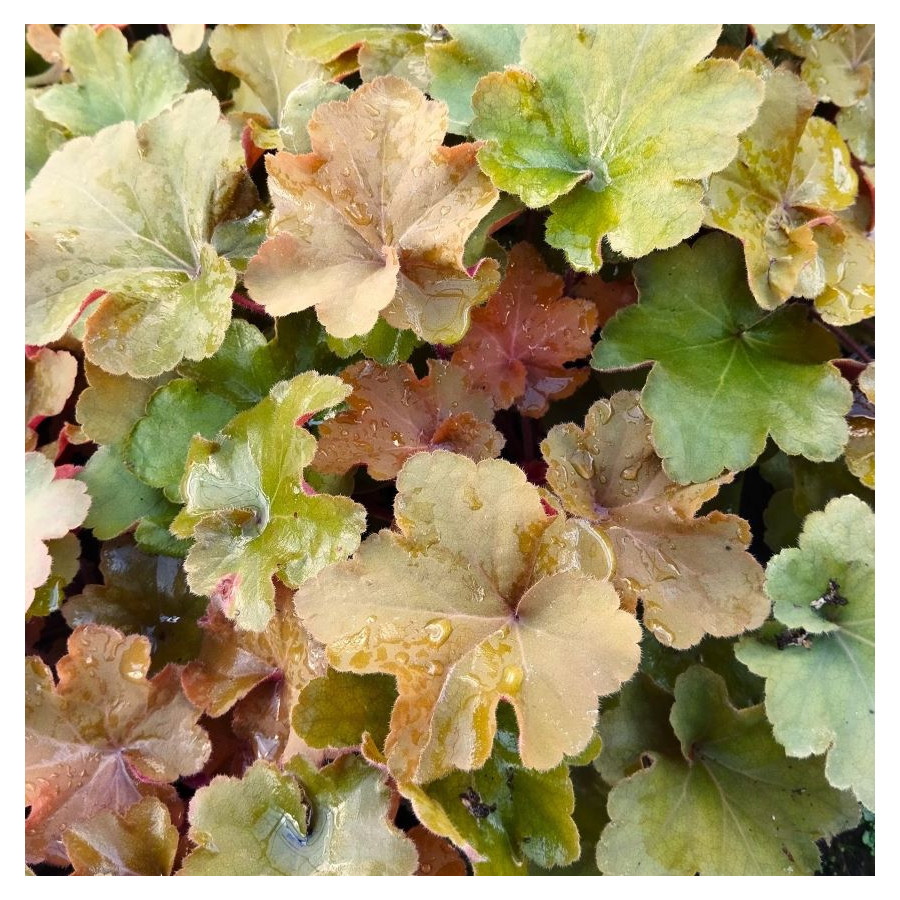 Heuchera Caramel Żurawka