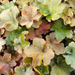 Heuchera Caramel Żurawka