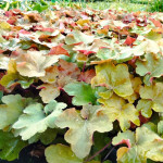 Heuchera Caramel Żurawka