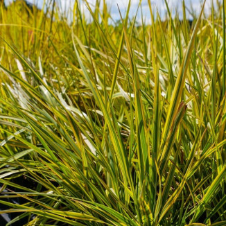 Alopecurus pratensis...