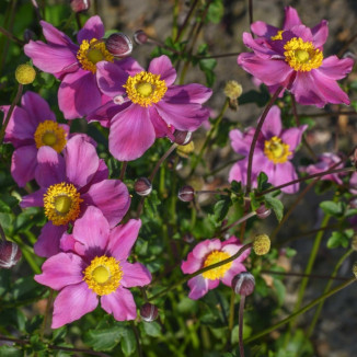 Anemone Summer Breeze Vibrant Pink Zawilec - Rośliny od Ogrodnika Szkółka Barcikowscy