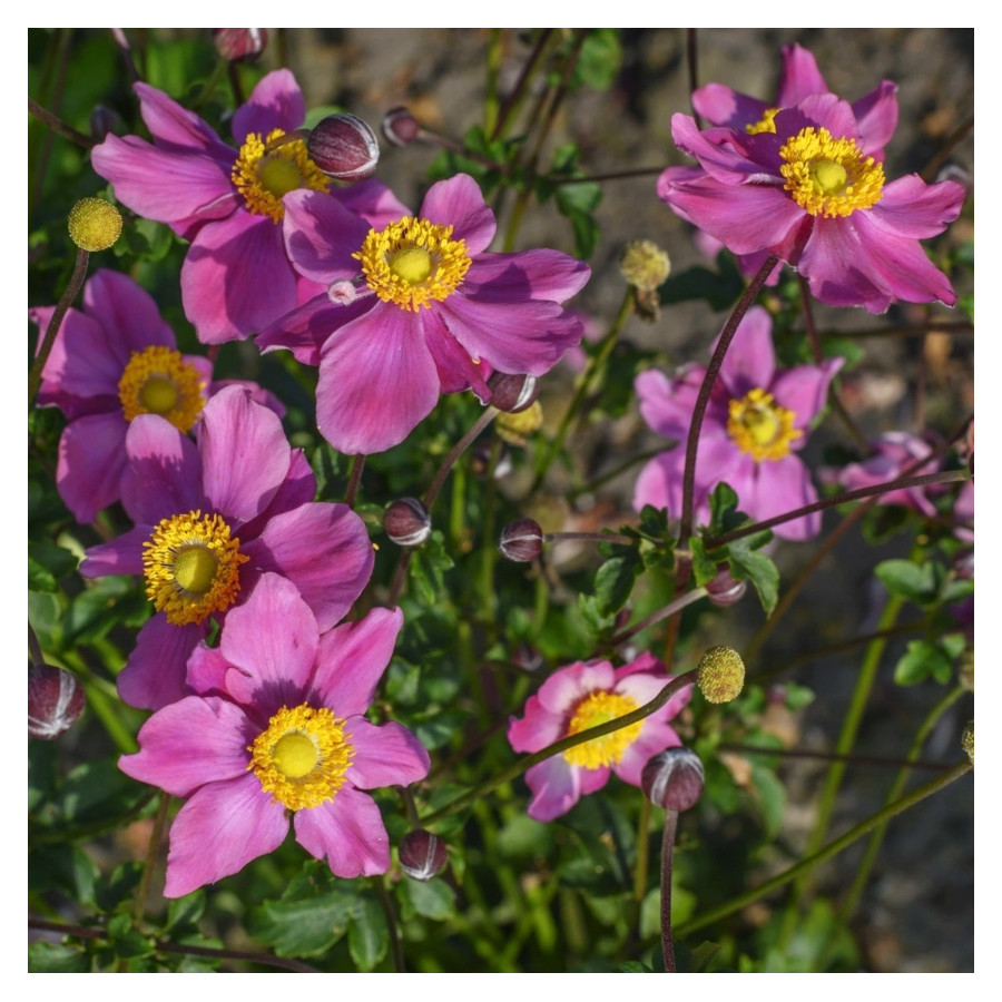 Anemone Summer Breeze Vibrant Pink Zawilec - Rośliny od Ogrodnika Szkółka Barcikowscy