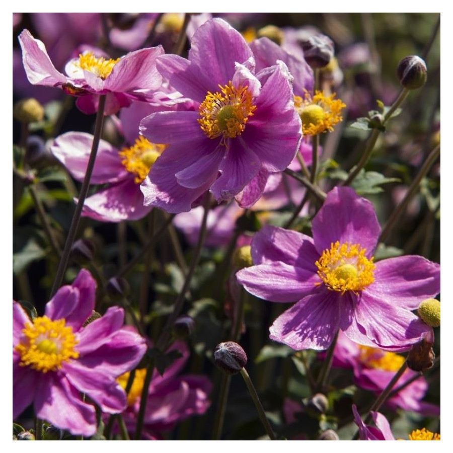 Anemone Summer Breeze Vibrant Pink Zawilec - Rośliny od Ogrodnika Szkółka Barcikowscy