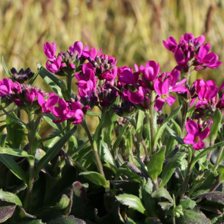 Arabis Blepharophyllia Rose...