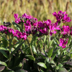 Arabis blepharophyllia Rose Delight Gęsiółwka orzęsiona