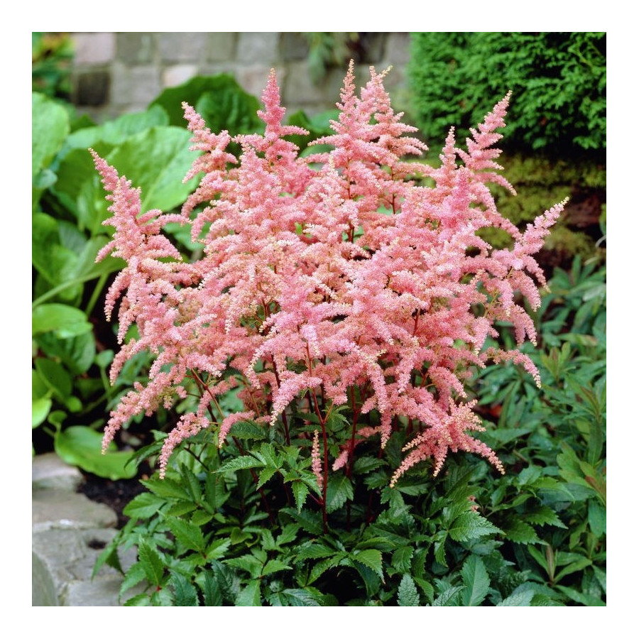 Astilbe arendsii Amethyst Tawułka