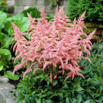 Astilbe arendsii Amethyst...