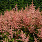 Astilbe arendsii Amethyst Tawułka