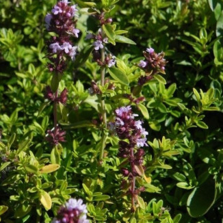 Thymus citrodorus Golden...