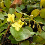 Epimedium perralchicum Frohnleiten Epimedium