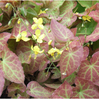 Epimedium perralchicum...