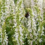 Salvia nemorosa Sensation White Szałwia omszona