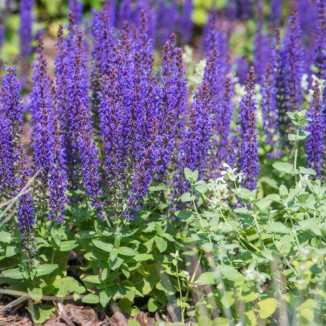 Salvia nemorosa Sensation Deep Blue Szałwia omszona -  Rośliny od Ogrodnika
