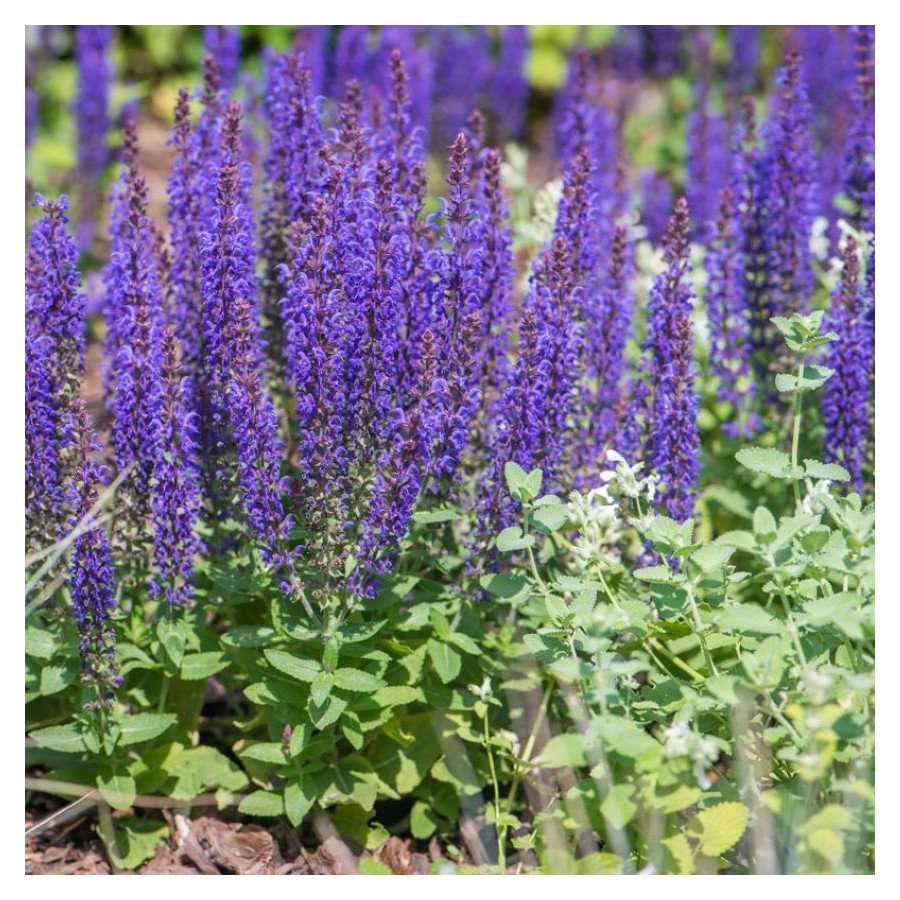 Salvia nemorosa Sensation Deep Blue Szałwia omszona -  Rośliny od Ogrodnika