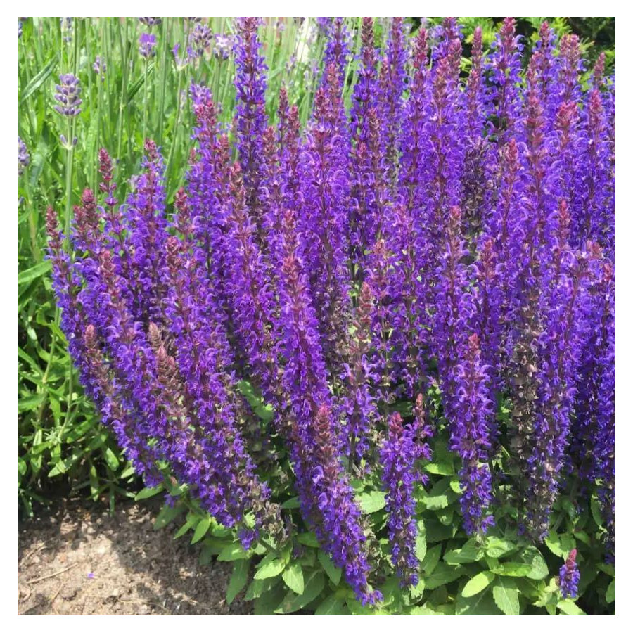 Salvia nemorosa Sensation Deep Blue Szałwia omszona -  Rośliny od Ogrodnika